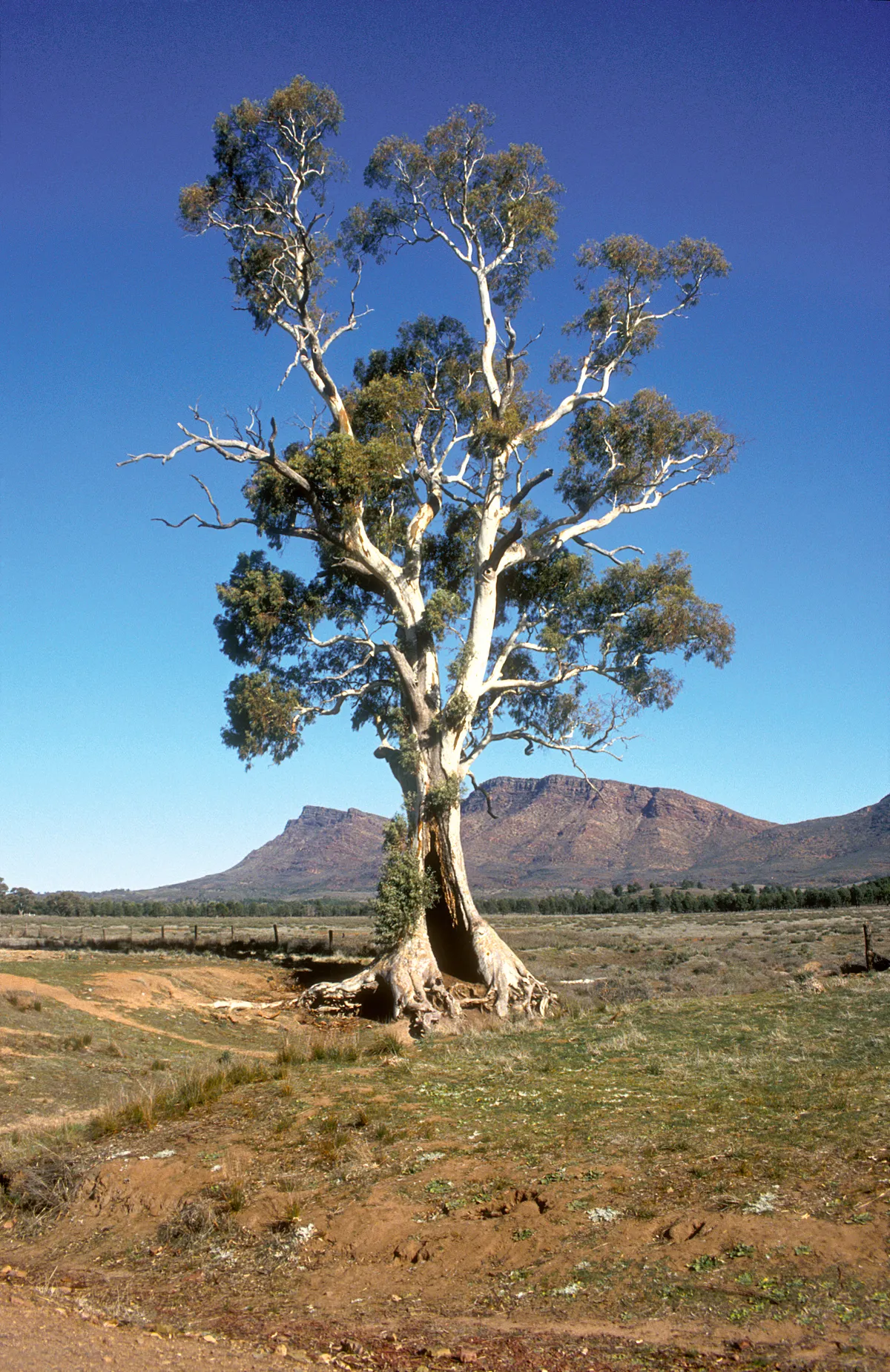 Flinders Ranges — the first proper outback