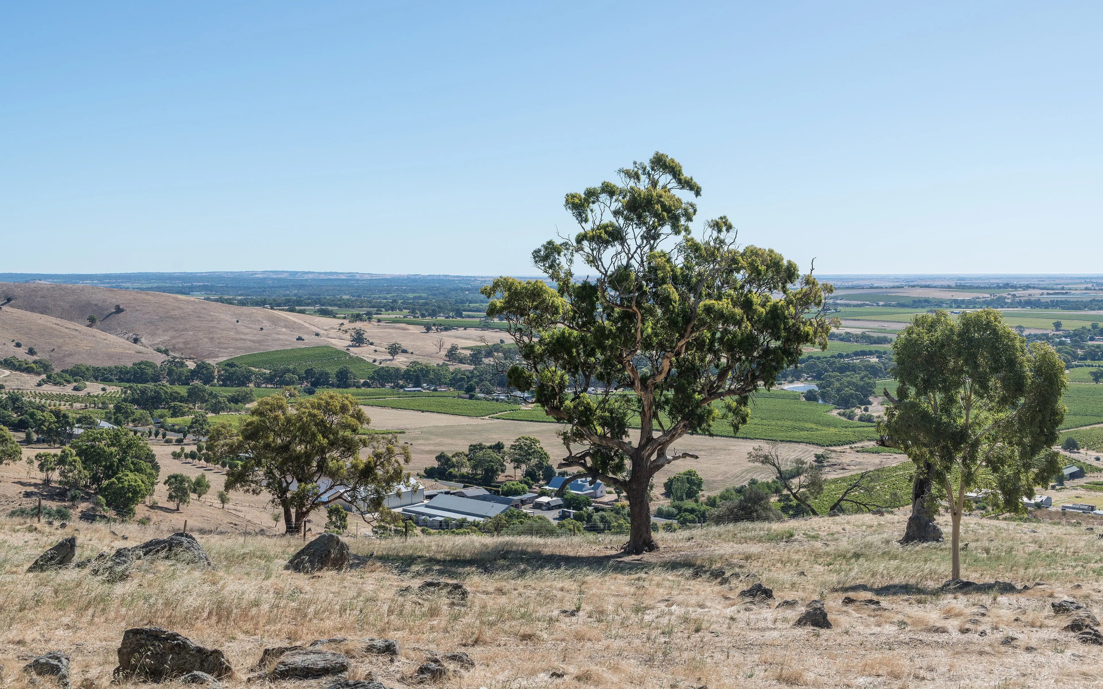 Aerial view of the Barossa Valley vineyards